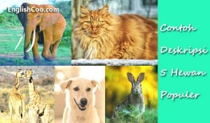 Contoh Descriptive Text Tentang Hewan (Kucing, Anjing, Kelinci, Jerapah