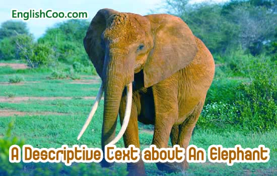 Contoh Descriptive Text tentang Hewan Gajah