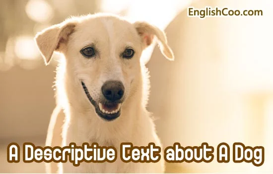Contoh Descriptive Text Hewan Peliharaan Anjing