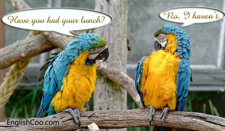 Contoh Dialog Present Perfect Tense berisi percakapan dalam bahasa Inggris yang seru dengan berbagai topik menarik.