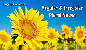 Regular Dan Irregular Plural Nouns 300x176 