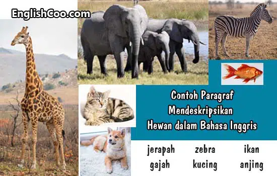 Contoh Paragraf Mendeskripsikan Nama Hewan dalam Bahasa Inggris jerapah gajah zebra anjing kucing ikan