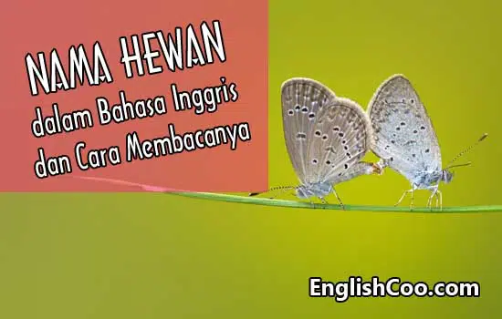 Nama Hewan dalam Bahasa Inggris dan Cara Membacanya Lengkap Beserta Artinya