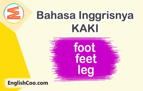 bahasa inggrisnya kaki adalah foot feet leg dan contoh kalimat beserta artinya